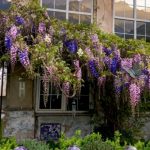 Ботанічний сад