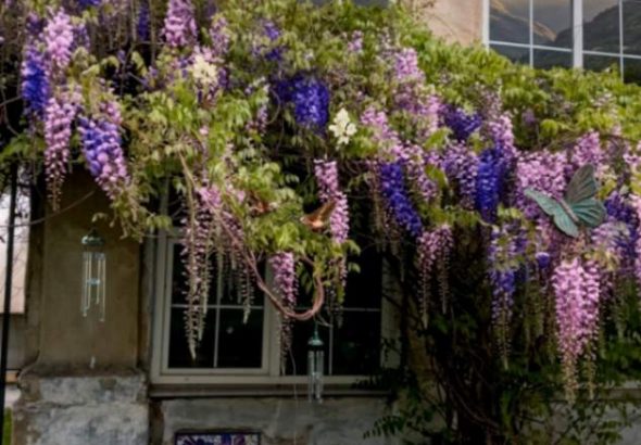 Ботанічний сад